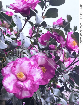 Spring Camellia Nature Spring Camellia Nature 124462605