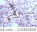 春天 櫻花 大自然 124462608