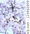 春天 櫻花 大自然 124462609