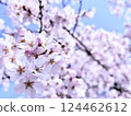 春天 櫻花 大自然 124462612