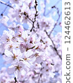 春天 櫻花 大自然 124462613