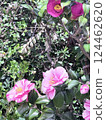 春天 山茶花 大自然 124462620