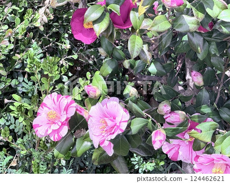 春天 山茶花 大自然 124462621