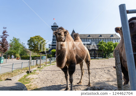One two humped camel stands and looks forward One two humped camel stands and looks forward 124462704