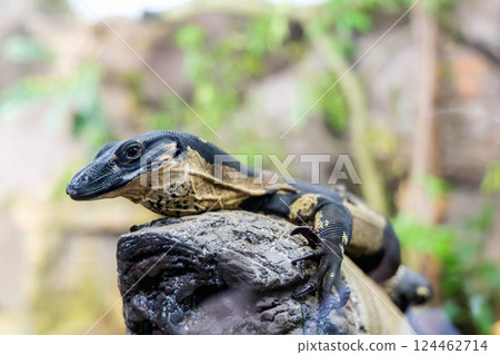 Portrait of a monitor lizard sitting on a tree in nature Portrait of a monitor lizard sitting on a tree in nature 124462714