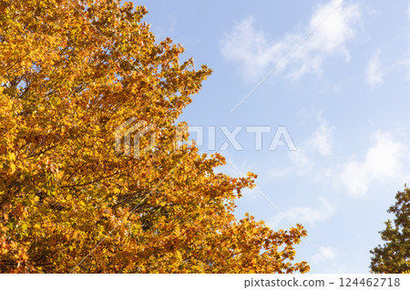 Beautiful autumn landscape with yellow leaves of trees and blue sky on a sunny day 124462718