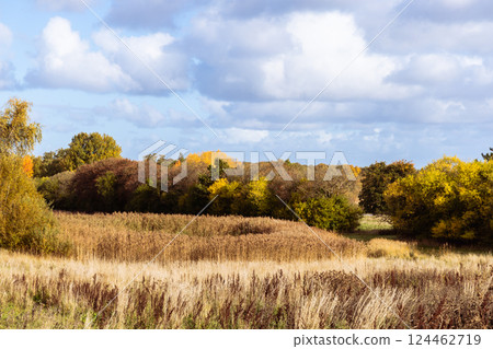 Beautiful autumn landscape with yellow leaves of trees and blue sky on a sunny day 124462719