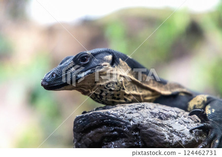 Portrait of a monitor lizard sitting on a tree in nature 124462731