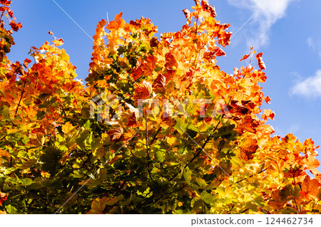 Beautiful autumn landscape with yellow leaves of trees and blue sky on a sunny day 124462734