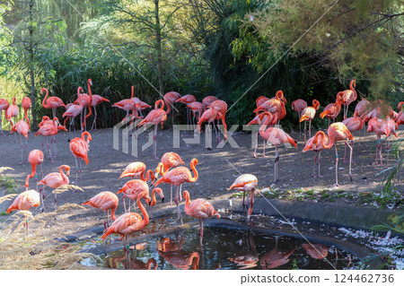 A flock of pink flamingo birds in the park 124462736