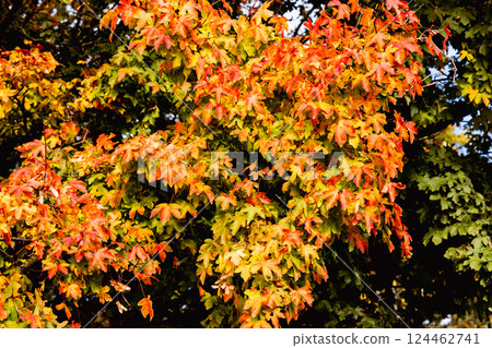 Beautiful autumn landscape with yellow leaves of trees and blue sky on a sunny day 124462741