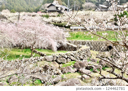 2025 Riverside Plum Blossoms 4 124462781