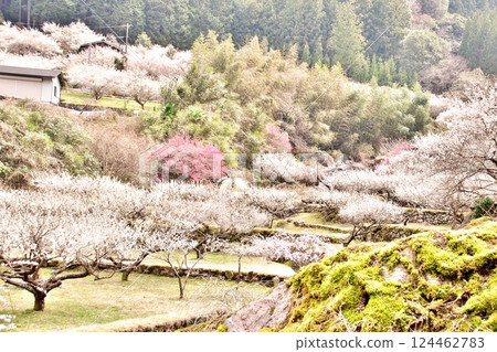 2025 River seller plum blossoms 6 2025 River seller plum blossoms 6 124462783