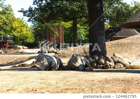 Two large rhinoceroses lie in the shade under a tree 124462795