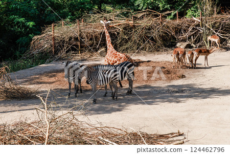 Giraffes and zebras are resting in a nature park Giraffes and zebras are resting in a nature park 124462796