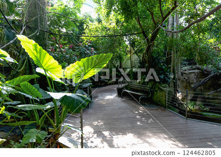 Tropical park with wooden walkway and green trees Tropical park with wooden walkway and green trees 124462805