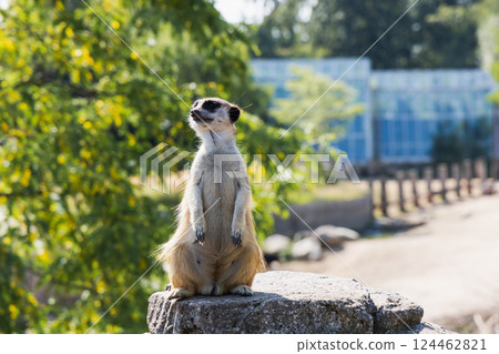Meerkat or suricate sits on its hind legs and looks into the distance 124462821