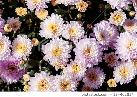 Background with beautiful autumn flowers asters 124462834