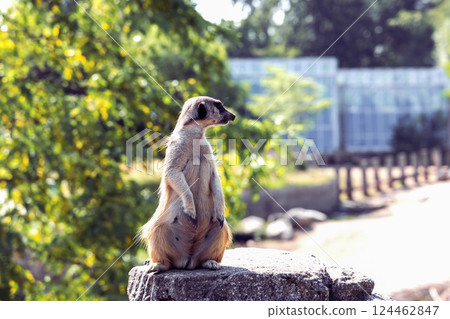Meerkat or suricate sits on its hind legs and looks into the distance Meerkat or suricate sits on its hind legs and looks into the distance 124462847