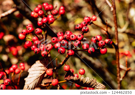 Red rowan berries on autumn tree 124462850
