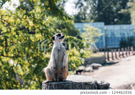Meerkat or suricate sits on its hind legs and looks into the distance 124462856
