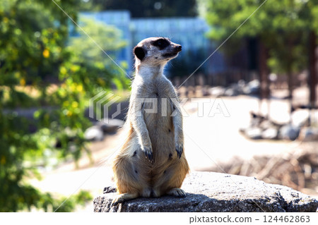 Meerkat or suricate sits on its hind legs and looks into the distance Meerkat or suricate sits on its hind legs and looks into the distance 124462863