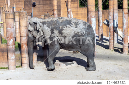 A large African elephant walks alone in a nature park A large African elephant walks alone in a nature park 124462881