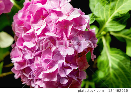 Background with a beautiful flowering bush with hydrangea flowers 124462916