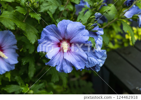 Beautiful hibiscus bush with blue flowers in the garden 124462918