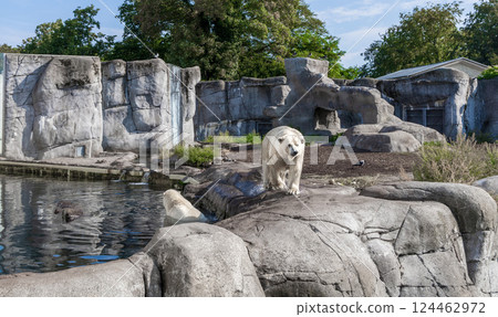 A large polar bear stands on rocks A large polar bear stands on rocks 124462972