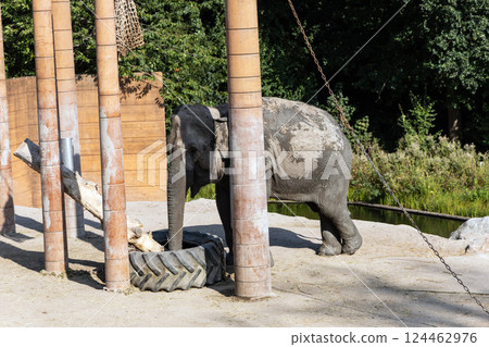 Big elephants in a zoo walk and play. 124462976