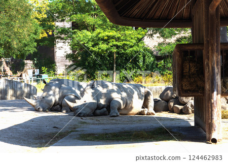 Two large rhinoceroses lie in the shade under a tree 124462983
