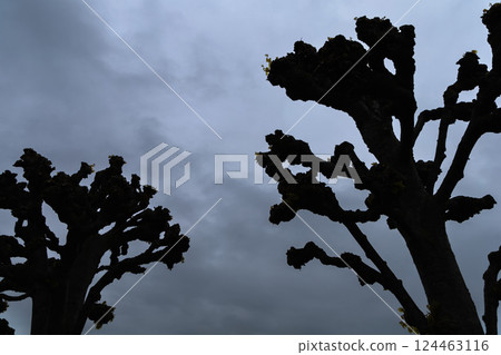 Background of dark silhouettes of trees against the sky. 124463116