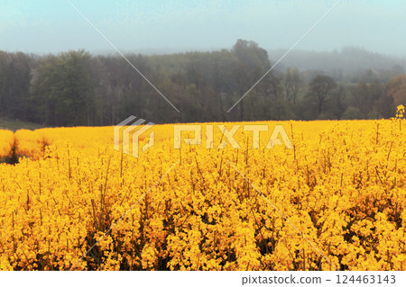 Fields with rapeseed on a foggy day. Agricultural fields. Fields with rapeseed on a foggy day. Agricultural fields. 124463143