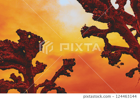 Background of dark silhouettes of trees against the sky. 124463144