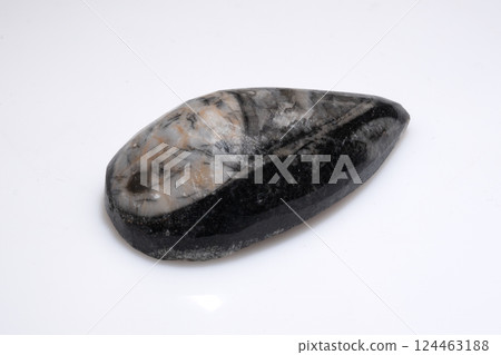Polished Fossil Trilobite Specimen with Detailed Preservation on White Background 124463188