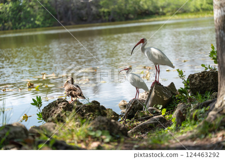 White Ibis and Other Birds by a Lake in Florida 124463292