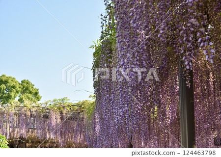 對馬天王川公園紫藤棚架下的紫藤（愛知縣對馬市） 124463798