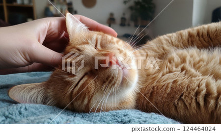 Calm orange cat loves pets 124464024