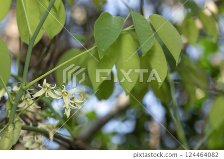 Mube flower Mube flower 124464082