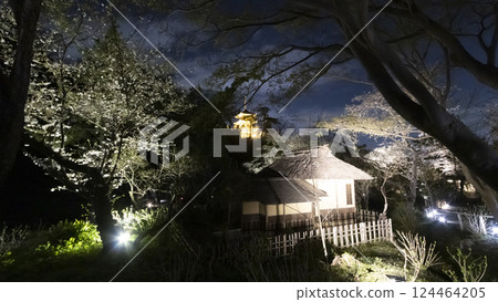 Cherry blossoms at night at Sankeien Garden, a famous cherry blossom spot in Yokohama City 124464205