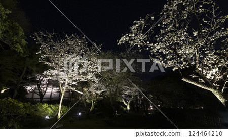 橫濱市著名的櫻花勝地三溪園的夜櫻 橫濱市著名的櫻花勝地三溪園的夜櫻 124464210
