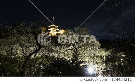 Cherry blossoms at night at Sankeien Garden, a famous cherry blossom spot in Yokohama City Cherry blossoms at night at Sankeien Garden, a famous cherry blossom spot in Yokohama City 124464212