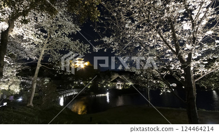 Cherry blossoms at night at Sankeien Garden, a famous cherry blossom spot in Yokohama City Cherry blossoms at night at Sankeien Garden, a famous cherry blossom spot in Yokohama City 124464214