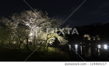 Cherry blossoms at night at Sankeien Garden, a famous cherry blossom spot in Yokohama City 124464217