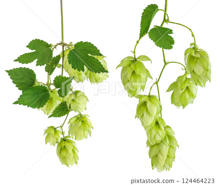 Hop cones branch isolated on white background. Beer brewing ingredients Hop cones branch isolated on white background. Beer brewing ingredients 124464223