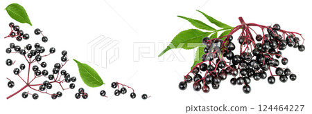 Ripe black elderberry or elder isolated on a white background. Sambucus. Top view. Flat lay Ripe black elderberry or elder isolated on a white background. Sambucus. Top view. Flat lay 124464227