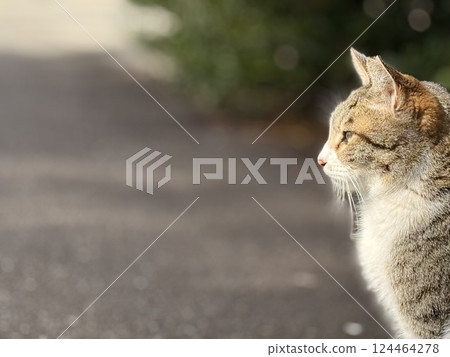 白雉貓凝視遠方 白雉貓凝視遠方 124464278