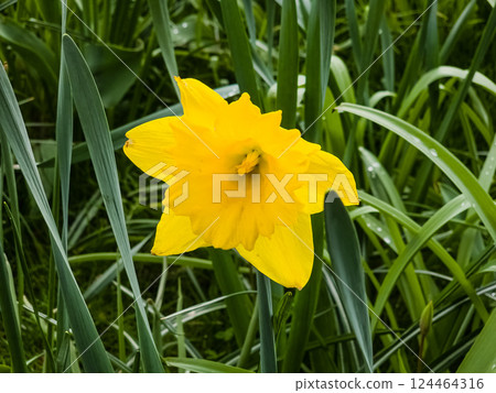 A vibrant yellow flower Narcissus is beautifully surrounded by lush green grass 124464316