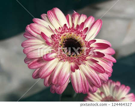 Pink and white gerbera Pink and white gerbera 124464327